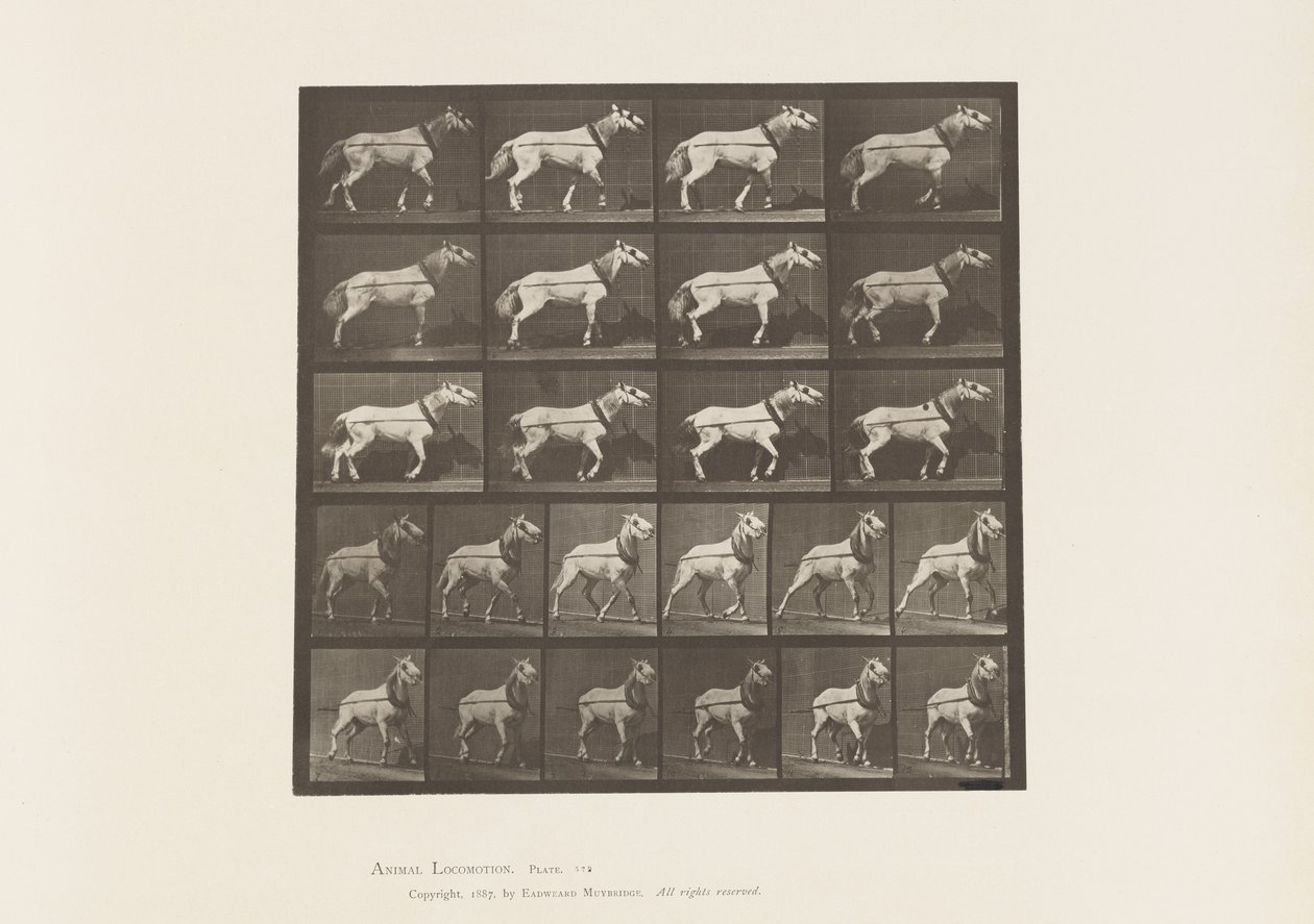 Placa 572.Hauling; Cabeça sendo puxada; Mare cinza claro, 1885 de Eadweard Muybridge
