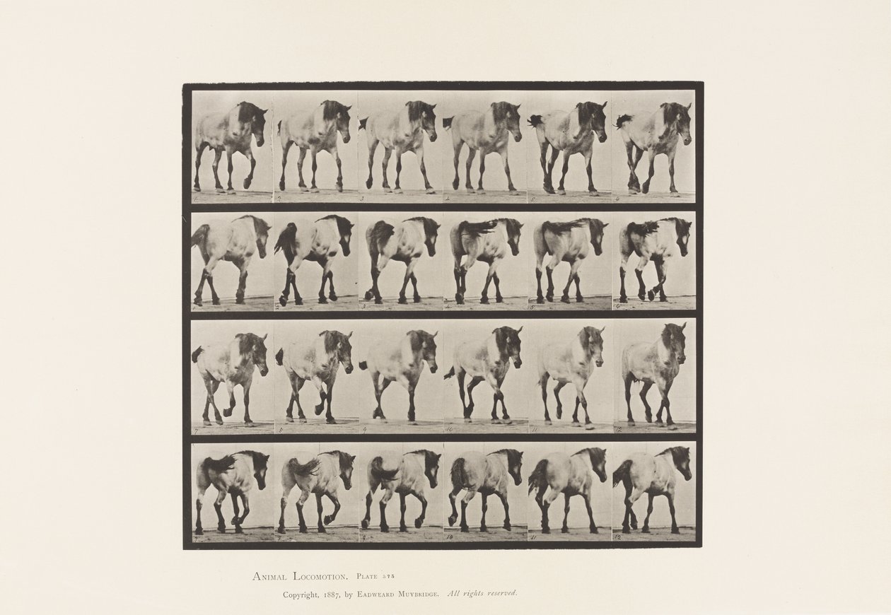 Placa 575. Andar; Livre; Cavalo Belga Cinza Escuro Hansel, 1885 de Eadweard Muybridge