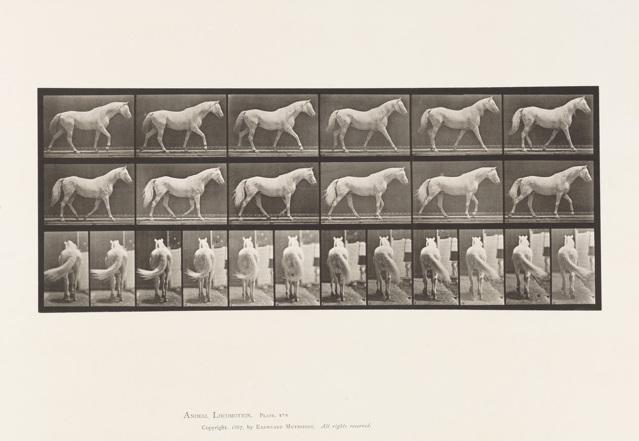 Prato 576. Andar a pé; Livre; Águia-cavalo cinzento-claro de Eadweard Muybridge