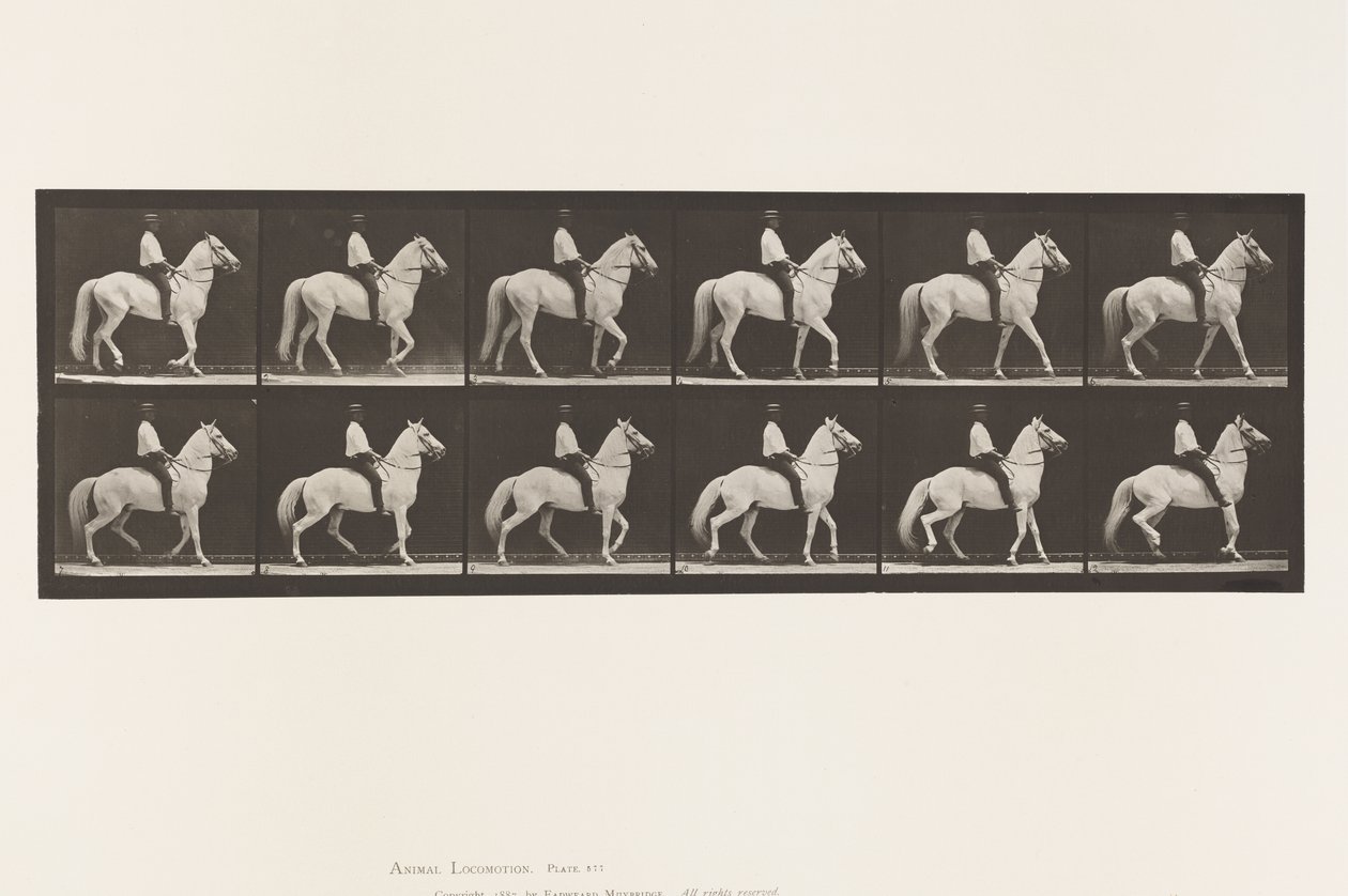Placa 577. Andar; Selim; Irregular; Cavalo Branco Clinton, 1885 de Eadweard Muybridge