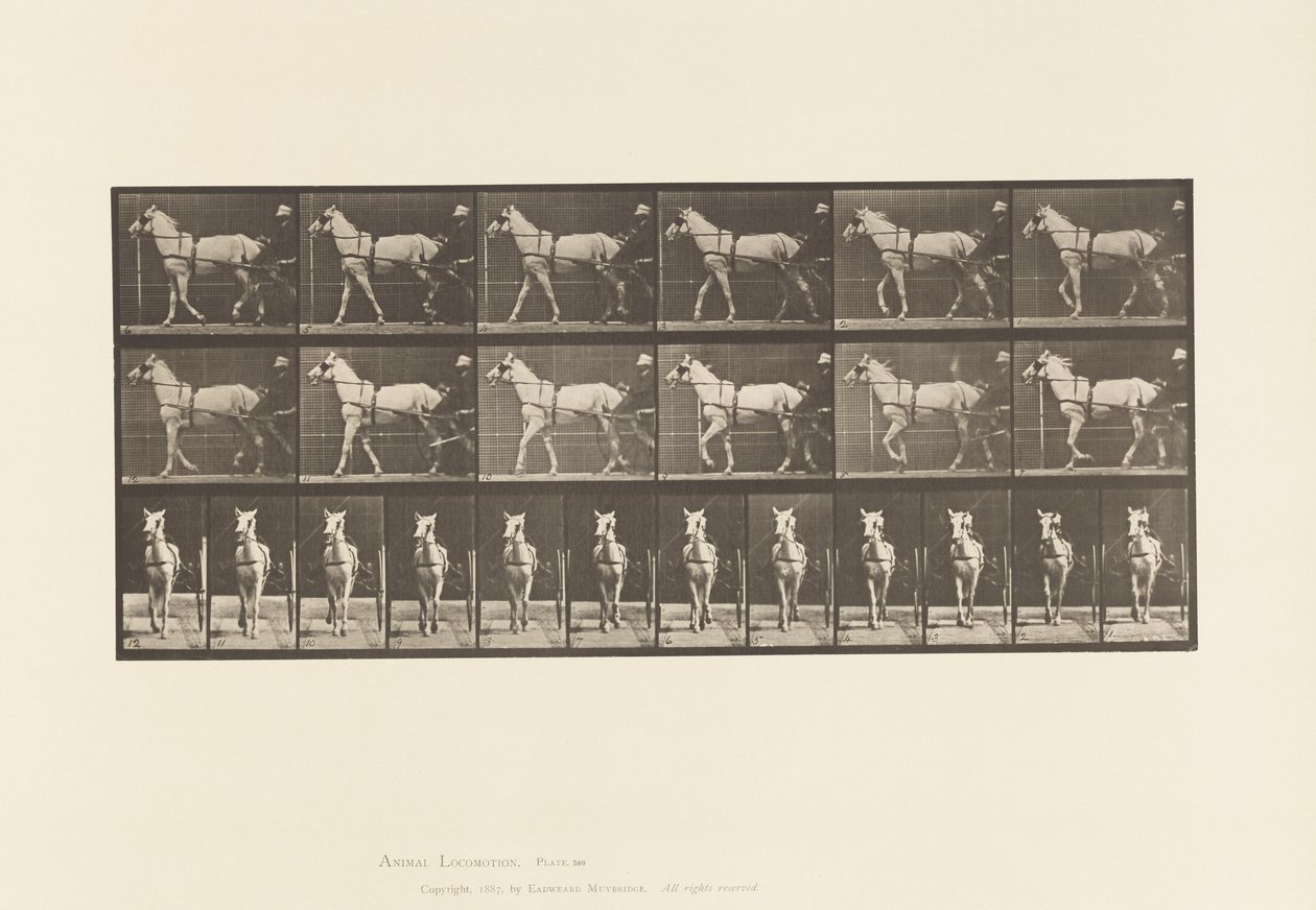 Placa 586. Andar; Sulky; Mare Cinza Claro, Katydid, 1885 de Eadweard Muybridge