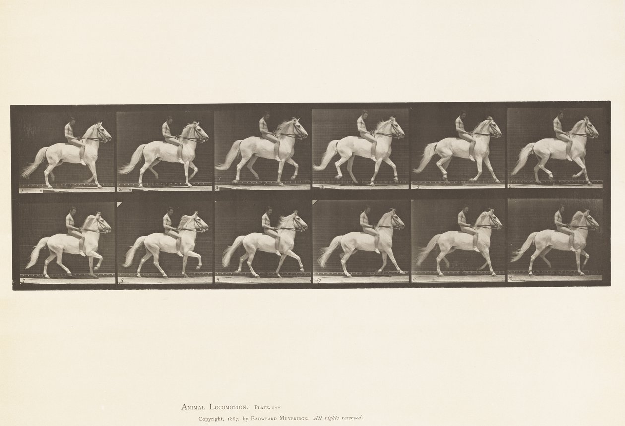 Placa 590.Ambling de Eadweard Muybridge