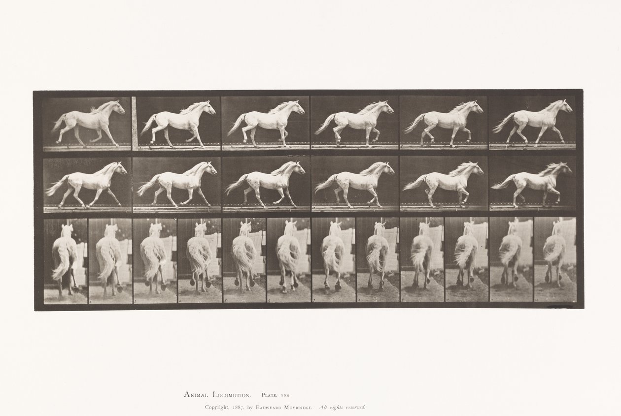 Prato 596. Trotador; Livre; Águia Cavalo Cinzento Claro de Eadweard Muybridge