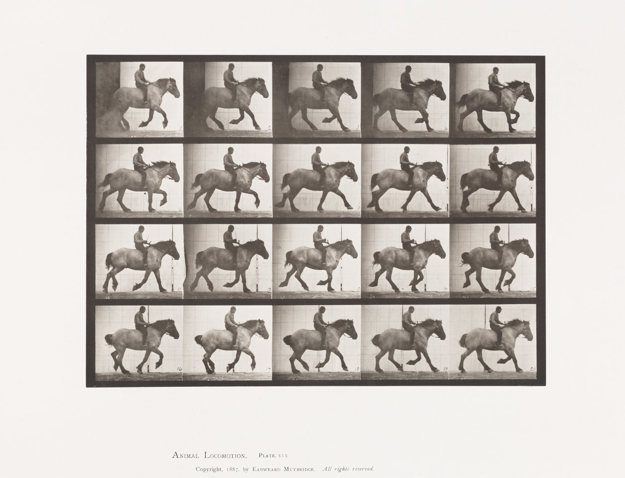 Prato 615 Canter: Bareback; Hansel Cavalo Belga Cinzento-escuro de Eadweard Muybridge