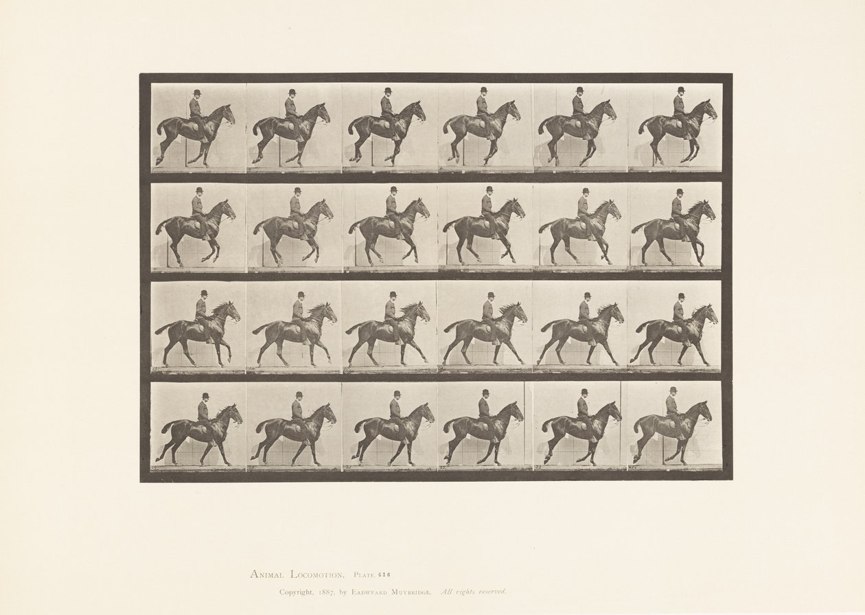 Placa 616. Canter; Saddle; Bay Horse Daisy de Eadweard Muybridge