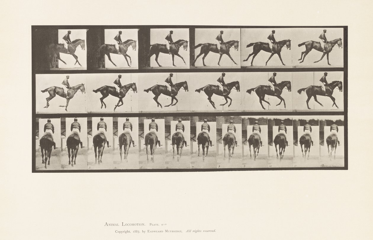 Placa 620. Canter; Saddle; Thoroughbred Bay Mare Annie 6. de Eadweard Muybridge