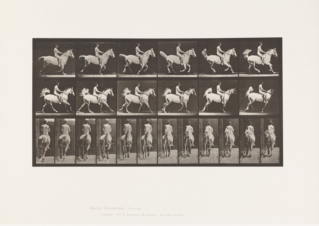 Placa 622. Canter; Selim; Cavaleiro, 43 anos, Nu; cavalo cinzento Smith, 1885 de Eadweard Muybridge