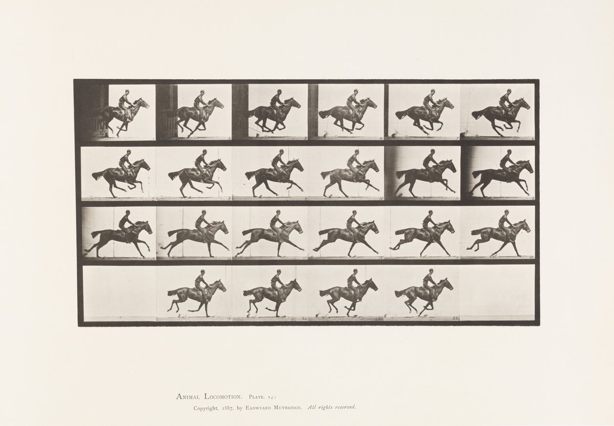 Placa 625. Gallop; Thoroughbred Bay Horse Bouquet de Eadweard Muybridge