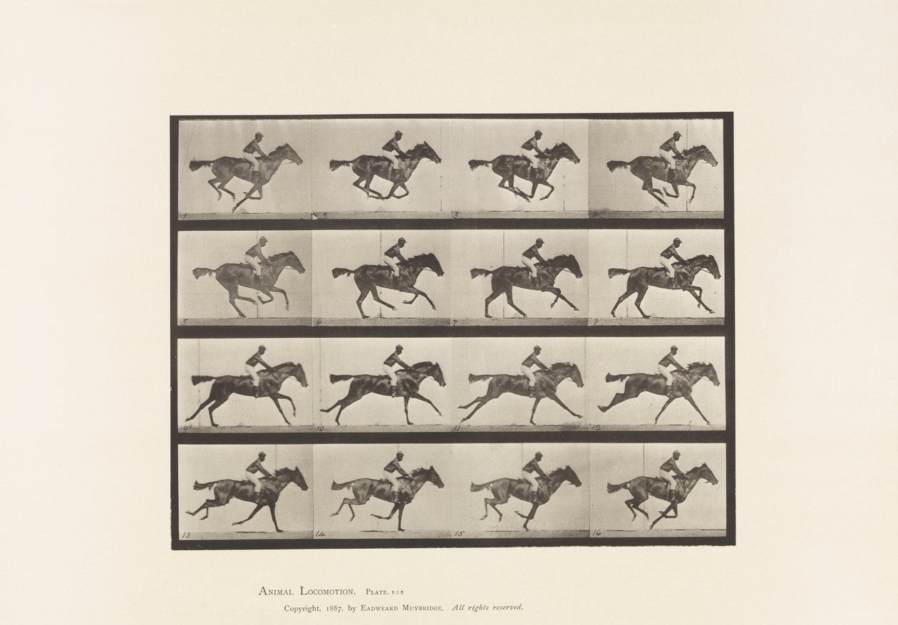 Placa 626. Gallop; Annie G. de Bay Mare Mare de puro-sangue. de Eadweard Muybridge