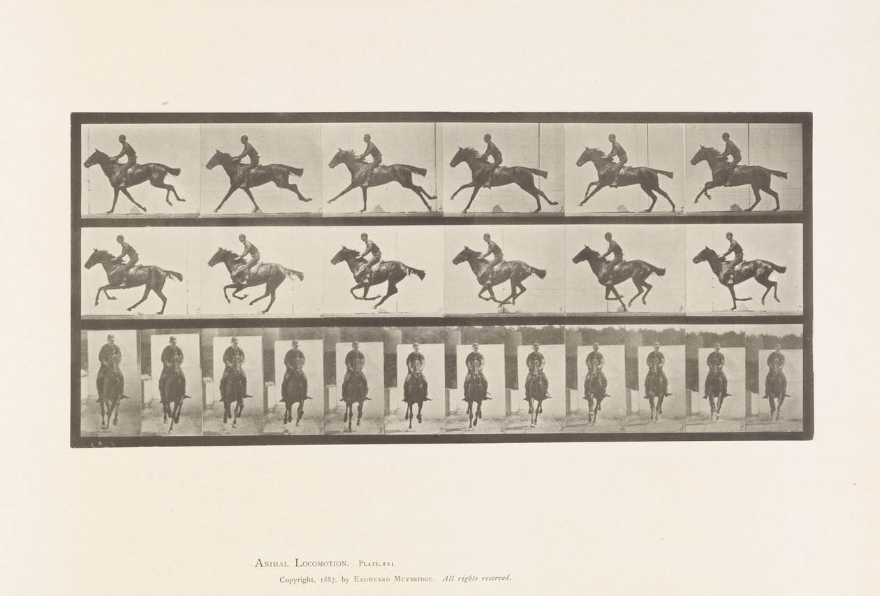 Placa 631. Galope; Sela; Cavalo puro-sangue da Baía Bouquet de Eadweard Muybridge