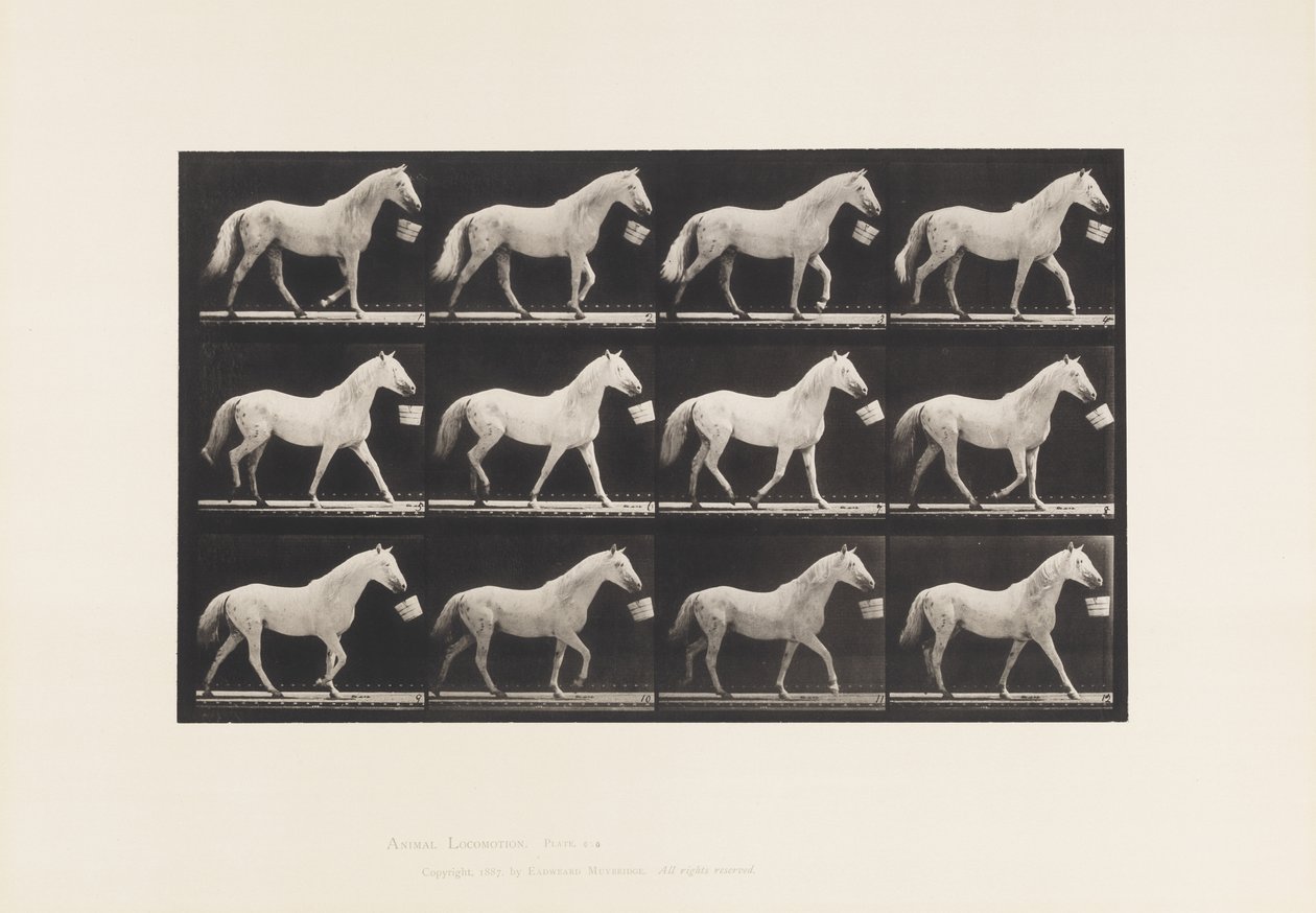 Placa 650. Andar com um balde na boca; Cavalo cinzento claro de Eadweard Muybridge