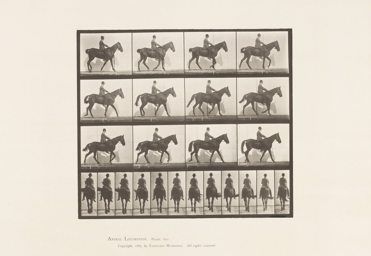 Placa 655. Caminhada; Sela; Spavin, Perna de Traseiro Direita; Cavalo de Eadweard Muybridge