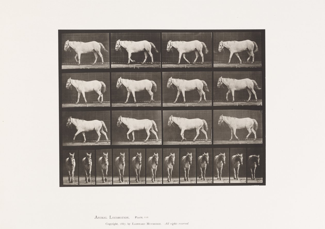 Placa 656. Caminhada; Livre; Ossificação da Cartilagem de Eadweard Muybridge