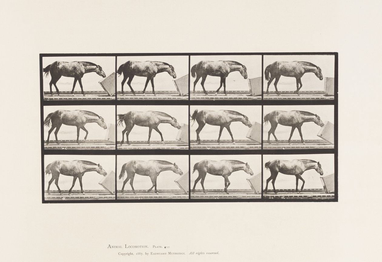 Placa 657. Rolling a Box; Pony, Lotta de Eadweard Muybridge