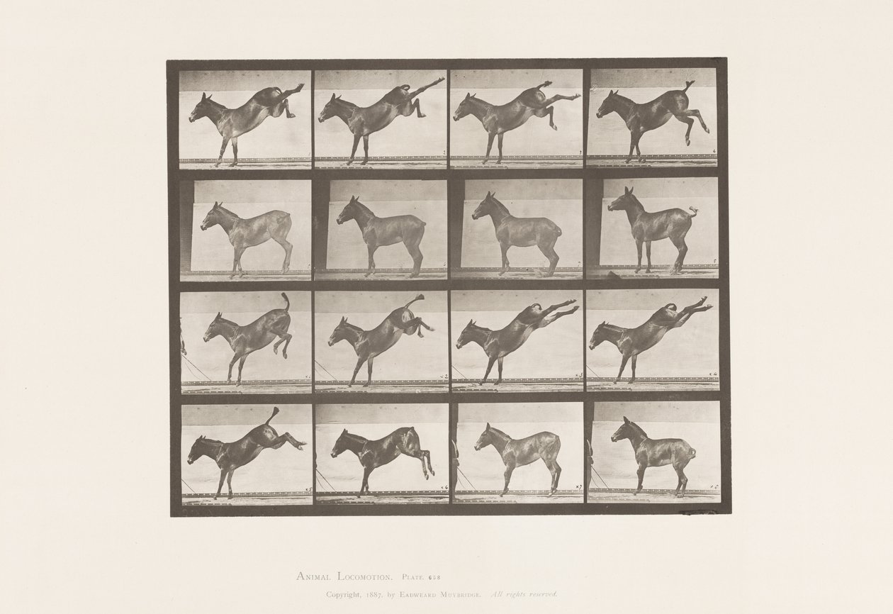 Placa 658. Mula; A, chutando; B, chutando Ruth de Eadweard Muybridge
