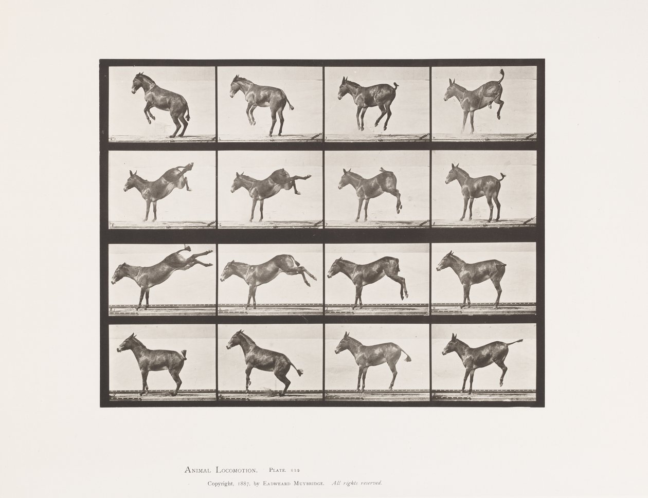 Placa 659. Mula; A, B, Bucking and Kicking; Ruth de Eadweard Muybridge