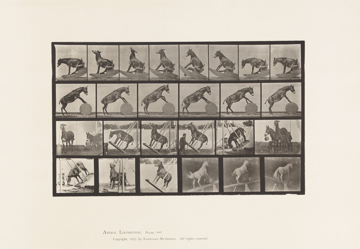 Placa 660. Mula; Actuações Diversas Denver de Eadweard Muybridge