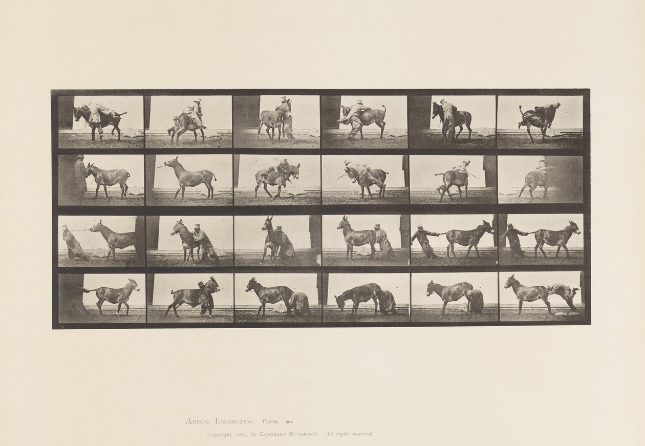 Placa 662. Mula; A, B, A Denver Animal Refratário de Eadweard Muybridge