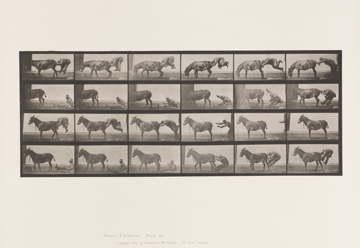 Placa 663. Mula; A, B, A Denver Animal Refratário de Eadweard Muybridge