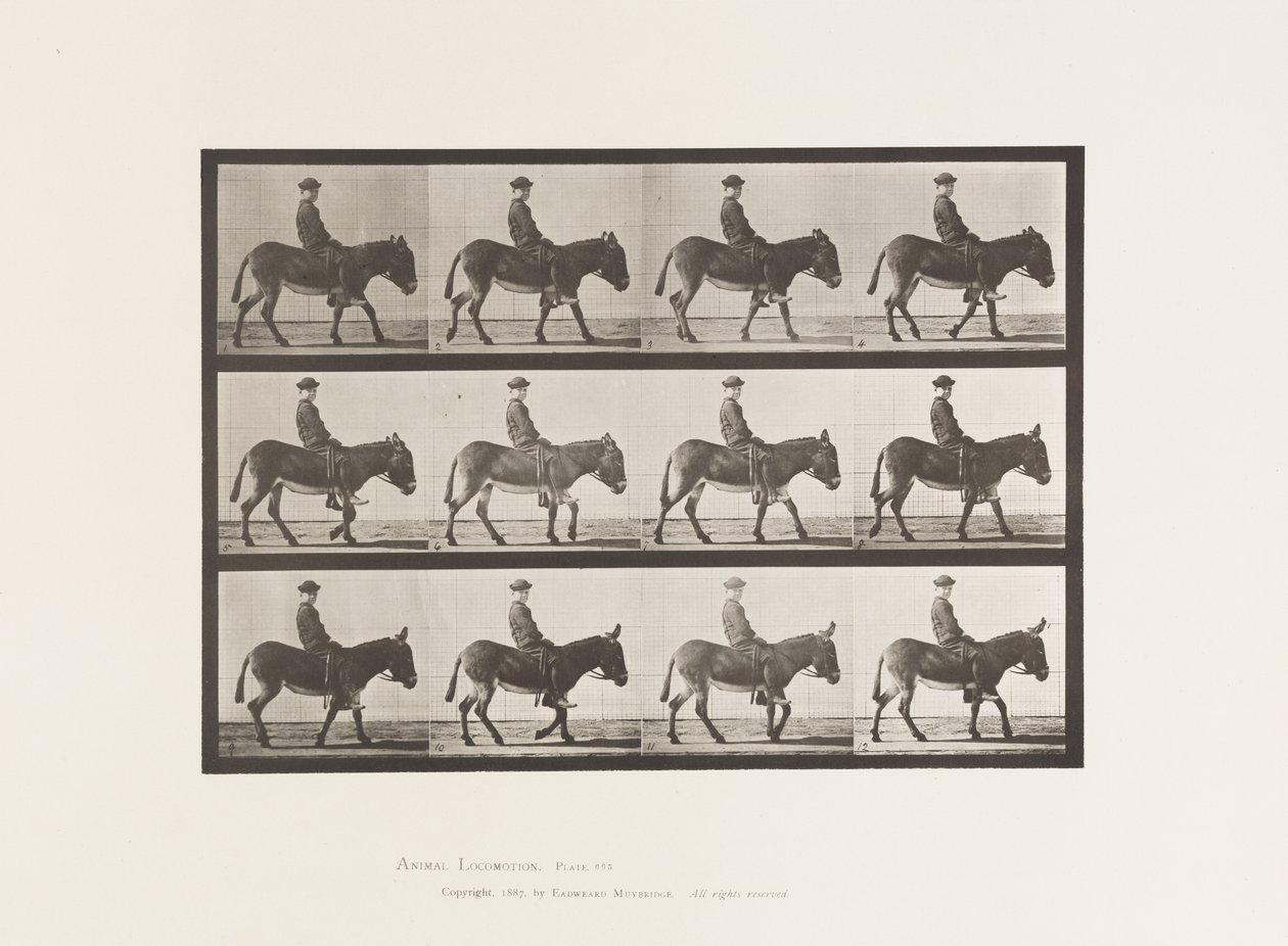 Placa 665. Asno; Caminhada; Bareback; um Rapaz a Montar, Jennie de Eadweard Muybridge