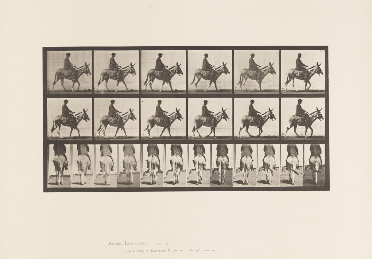 Placa 667. Rabo; Andar a pé; Sela; Um Rapaz a Montar, Jardim Zoológico de Eadweard Muybridge