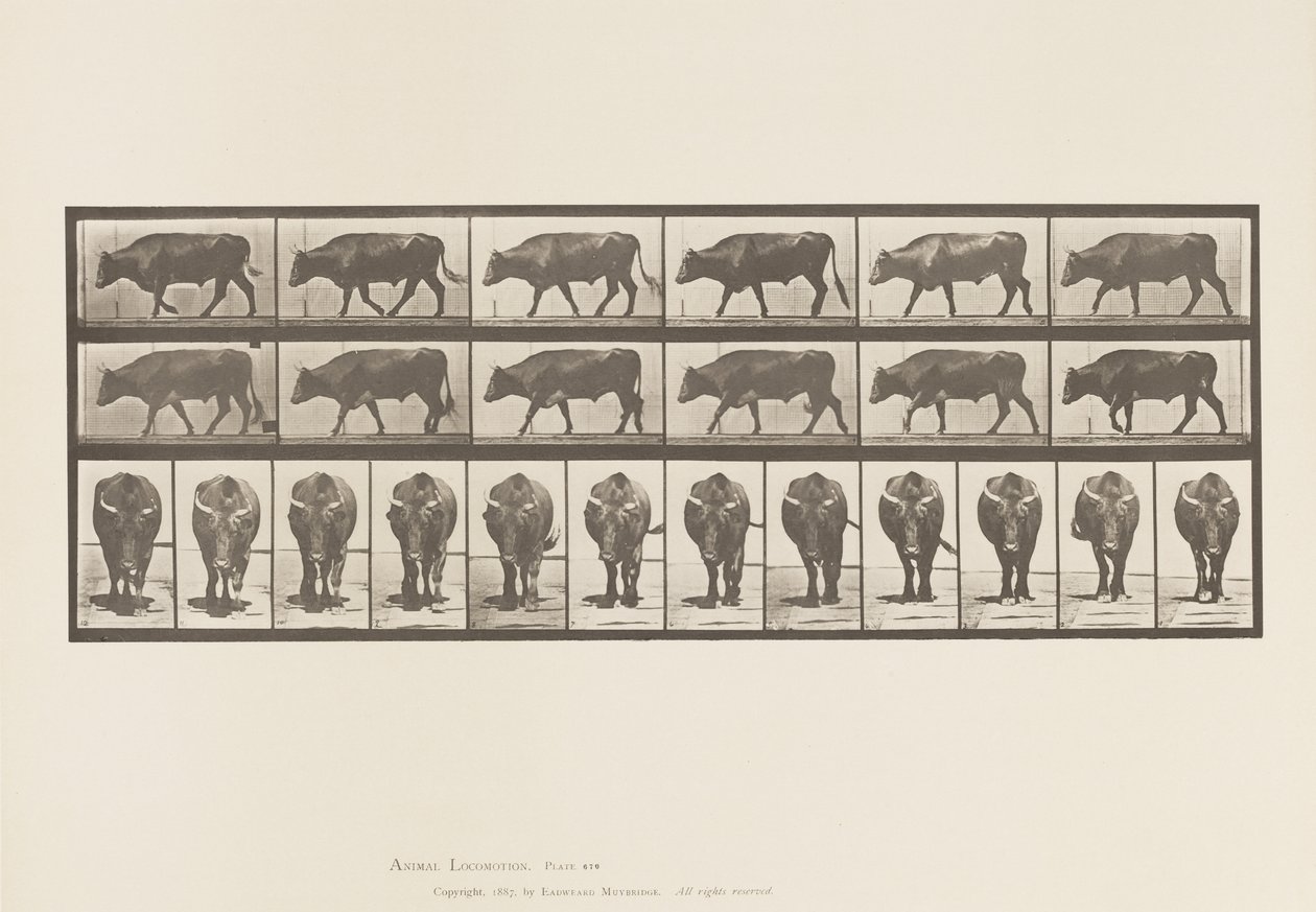Placa 670. Boi; Caminhada de Eadweard Muybridge