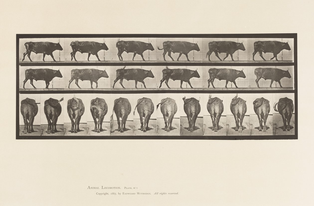 Placa 671. Boi; Caminhada de Eadweard Muybridge