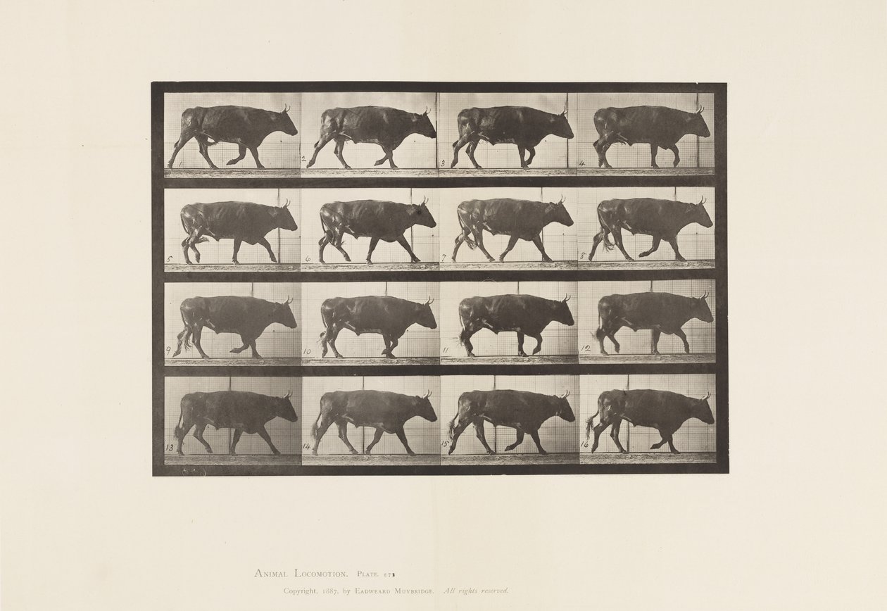 Placa 672. Boi; Trotador de Eadweard Muybridge