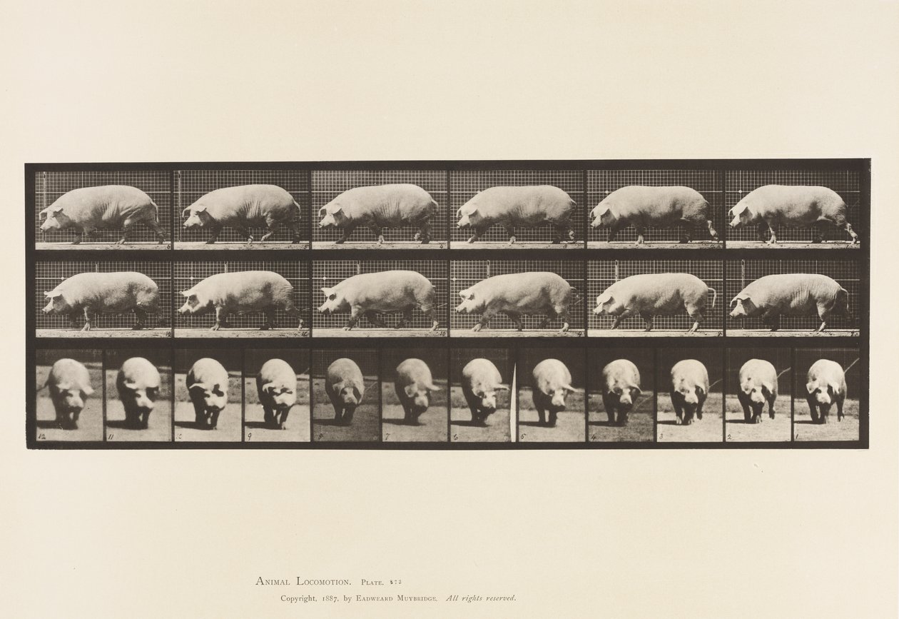 Placa 673. Semear; Andar a pé de Eadweard Muybridge