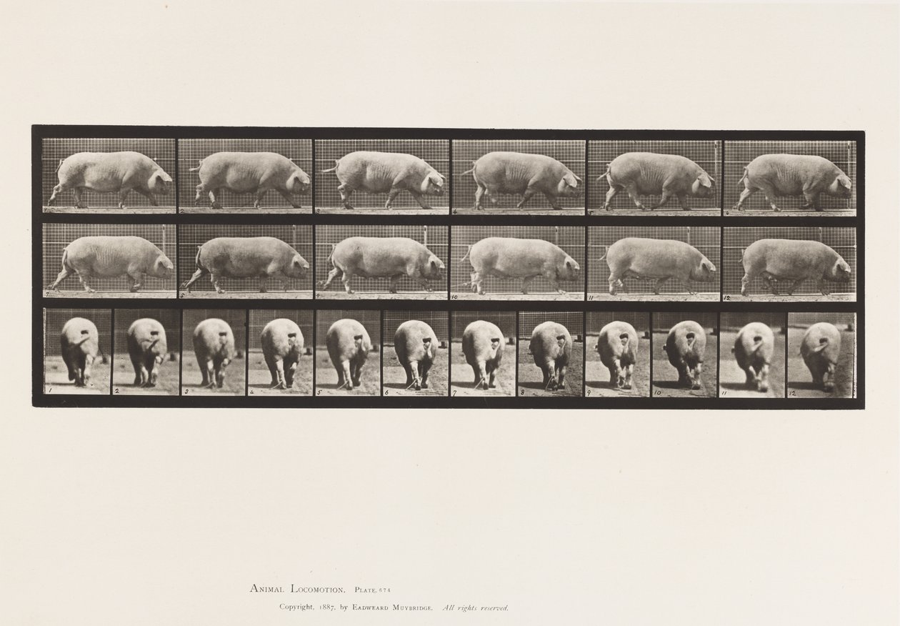 Placa 674. Semear; Andar a pé de Eadweard Muybridge