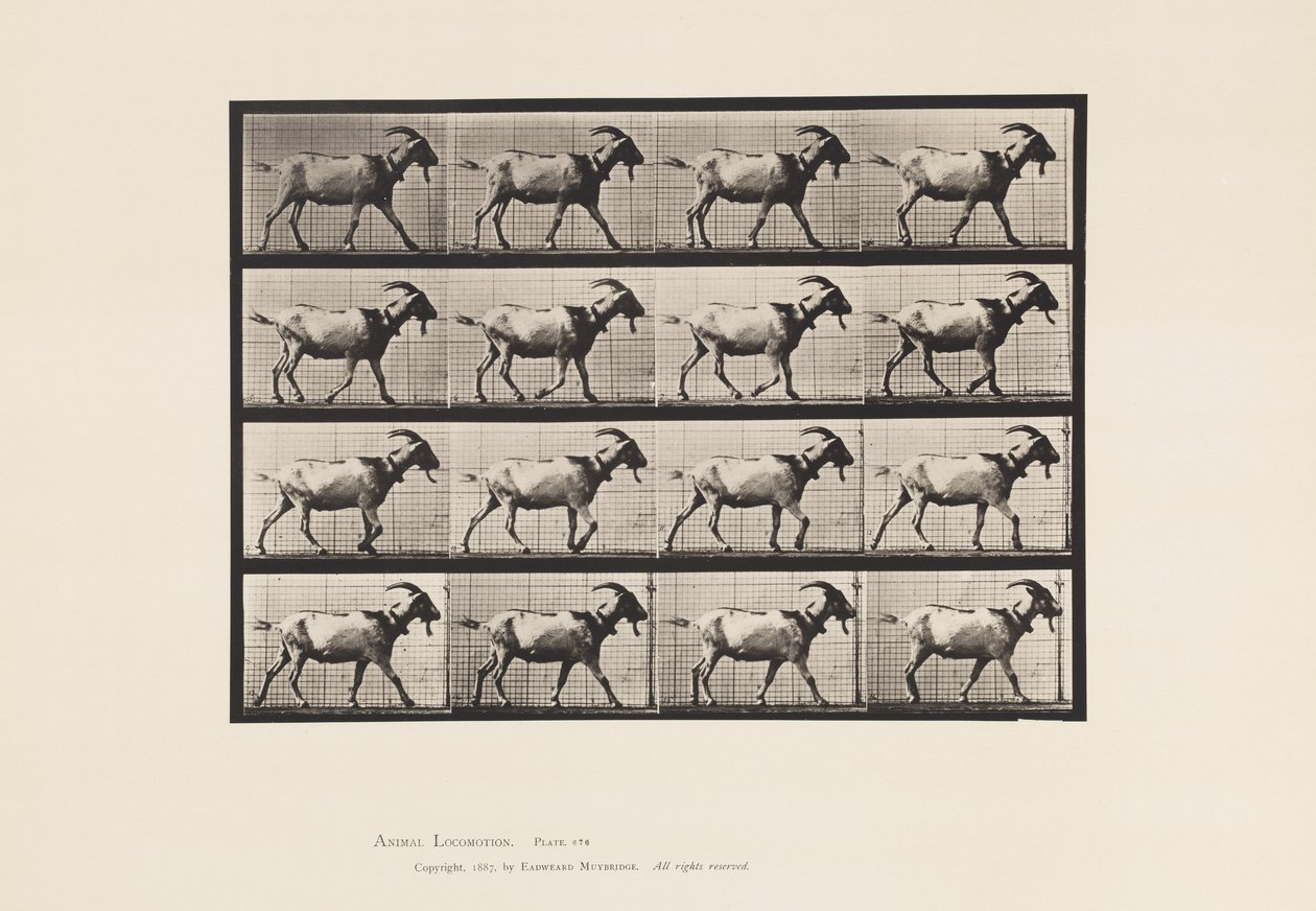Placa 676. Cabra; Caminhada de Eadweard Muybridge