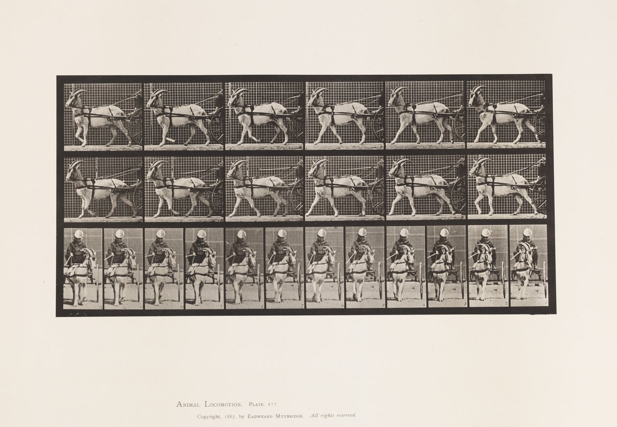 Placa 677. Cabra; Caminhando em Sulky de Eadweard Muybridge