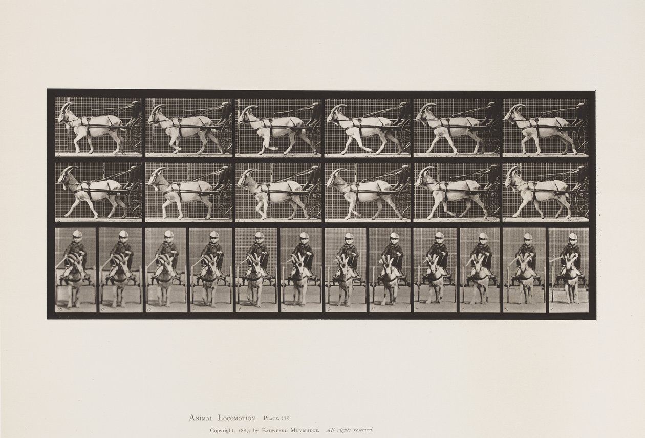 Placa 678. Cabra; Trotting, em Sulky de Eadweard Muybridge