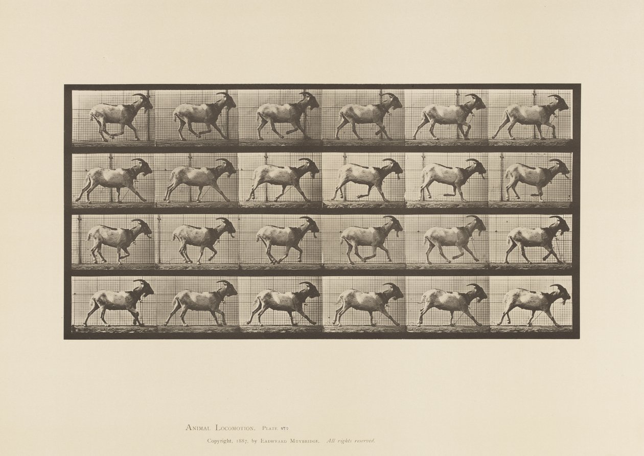Placa 679. Cabra; Galopante de Eadweard Muybridge