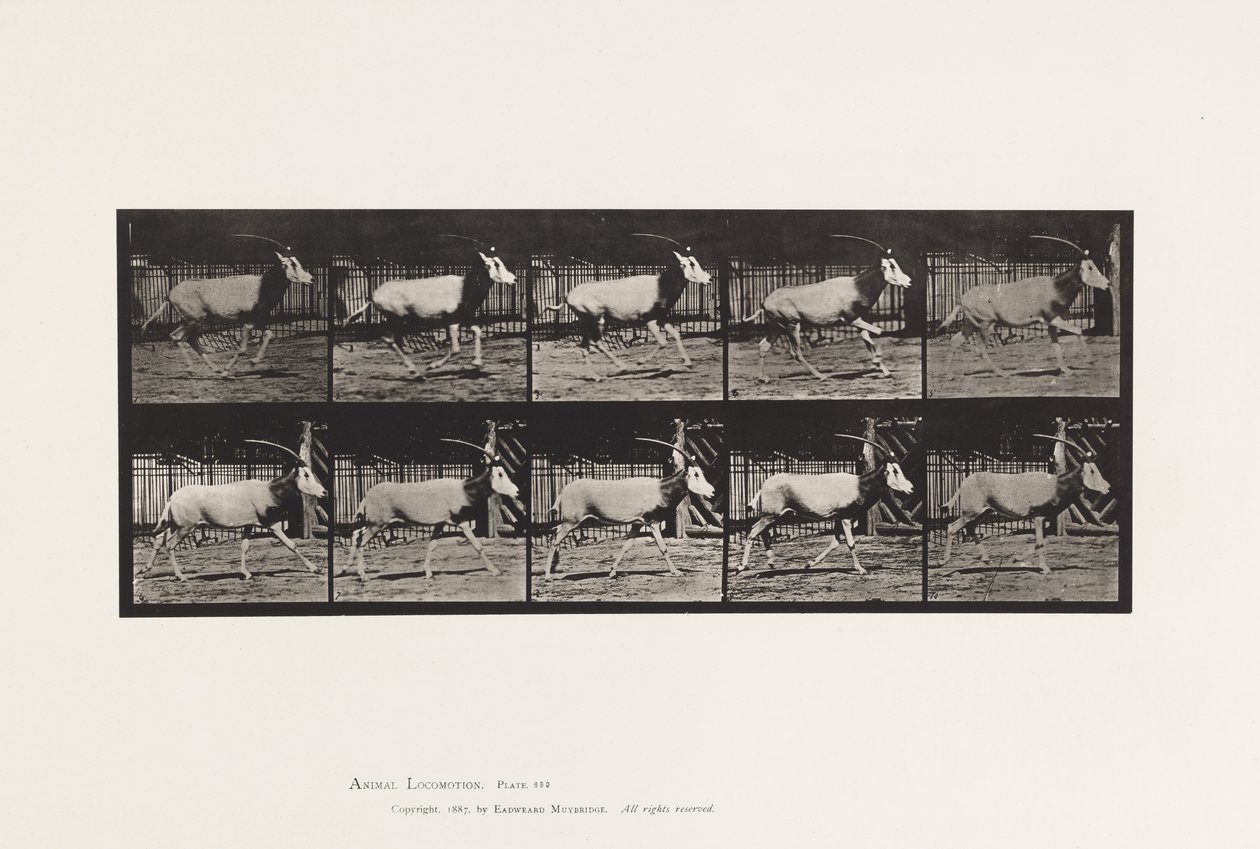 Placa 680. Orex; Galloping de Eadweard Muybridge
