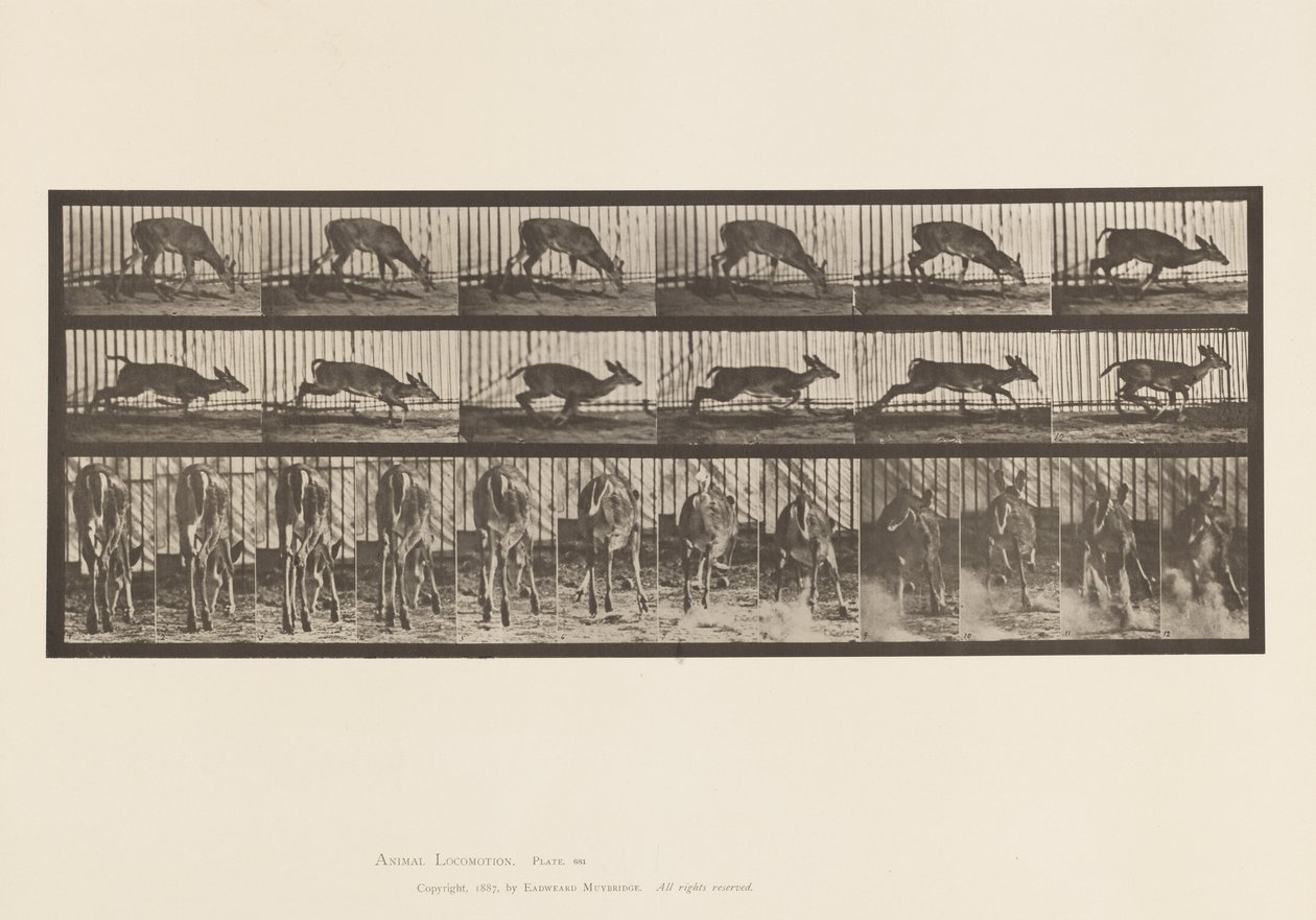 Placa 681. Veado da Virgínia; (Sem Chifres) Corço Caminhando de Eadweard Muybridge