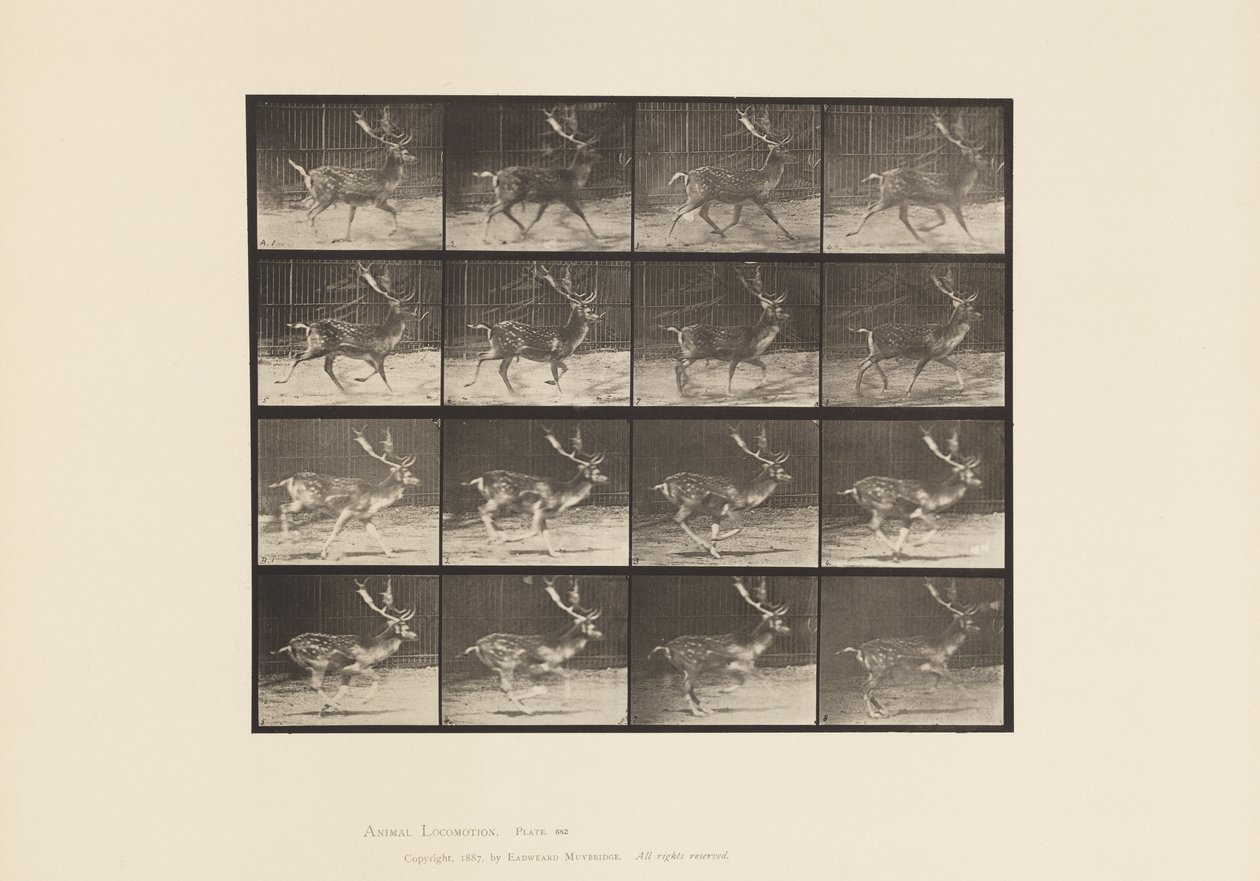 Placa 682. Pouco profundo; Buck; A, Trotting; B, Galloping de Eadweard Muybridge