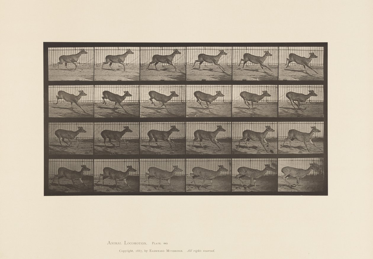 Placa 683. Veado da Virgínia; (Sem Chifres); Corço; Galopante de Eadweard Muybridge