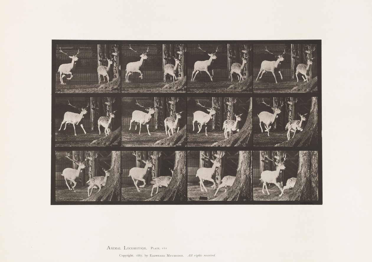 Placa 686. Veado de Poupa; Corço e Corça; Galopar de Eadweard Muybridge