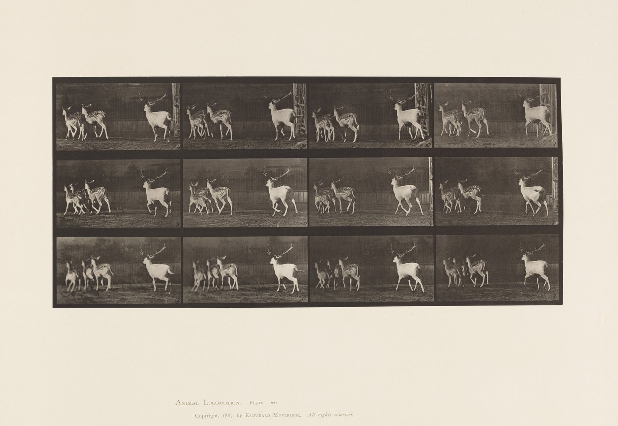 Placa 687. Veado de Poupa; Corço e Grupo de Fazes; Galopar de Eadweard Muybridge