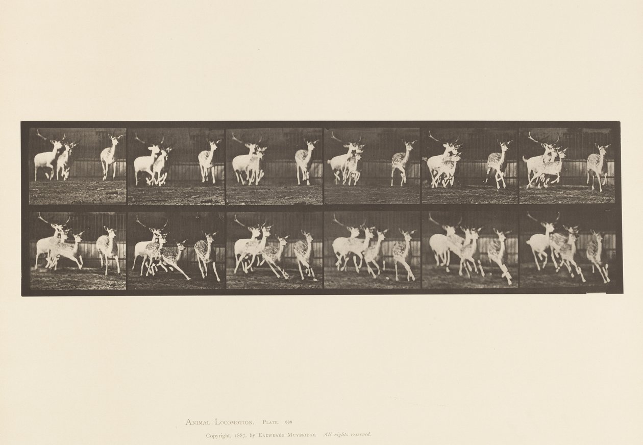 Placa 688. Veado de Poupa; Buck e Grupo de Fazes; Galloping de Eadweard Muybridge