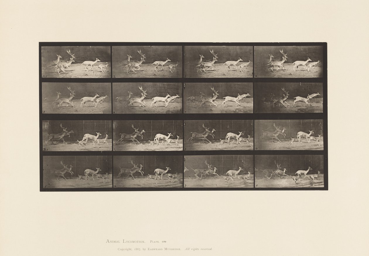 Placa 689. Veado de Poupa; A, B, B, Buck e Grupo de Fazes; Galloping de Eadweard Muybridge