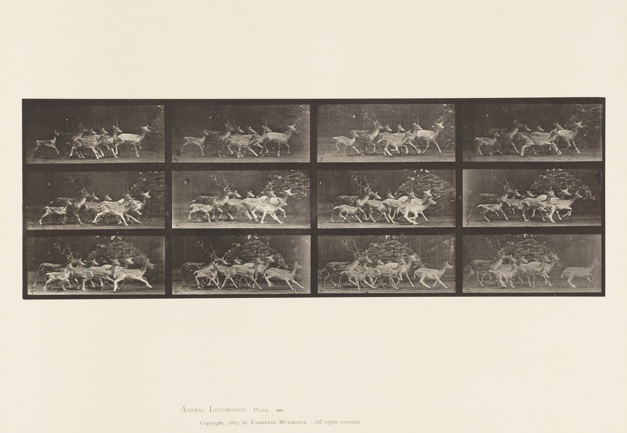 Placa 690. Veado de Poupa; Corço e Grupo de Fazendas; Vários Movimentos de Eadweard Muybridge