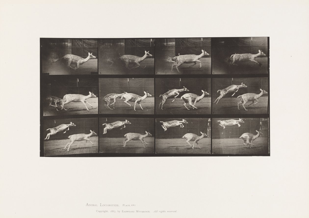Prato 691. Veado de Poupa; Corça; Galopante; e Garoto; Salto de Eadweard Muybridge