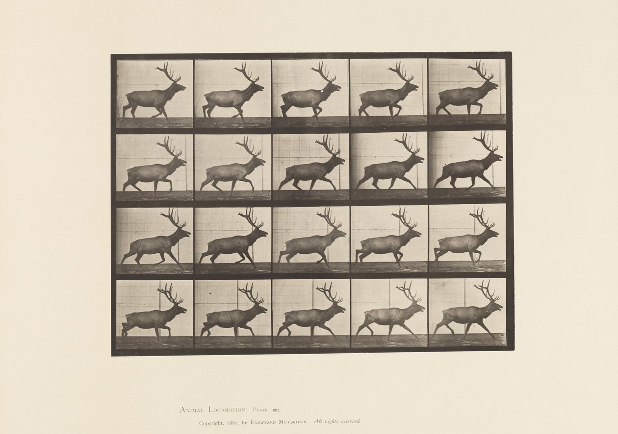 Prato 692. Alce, Trotting de Eadweard Muybridge