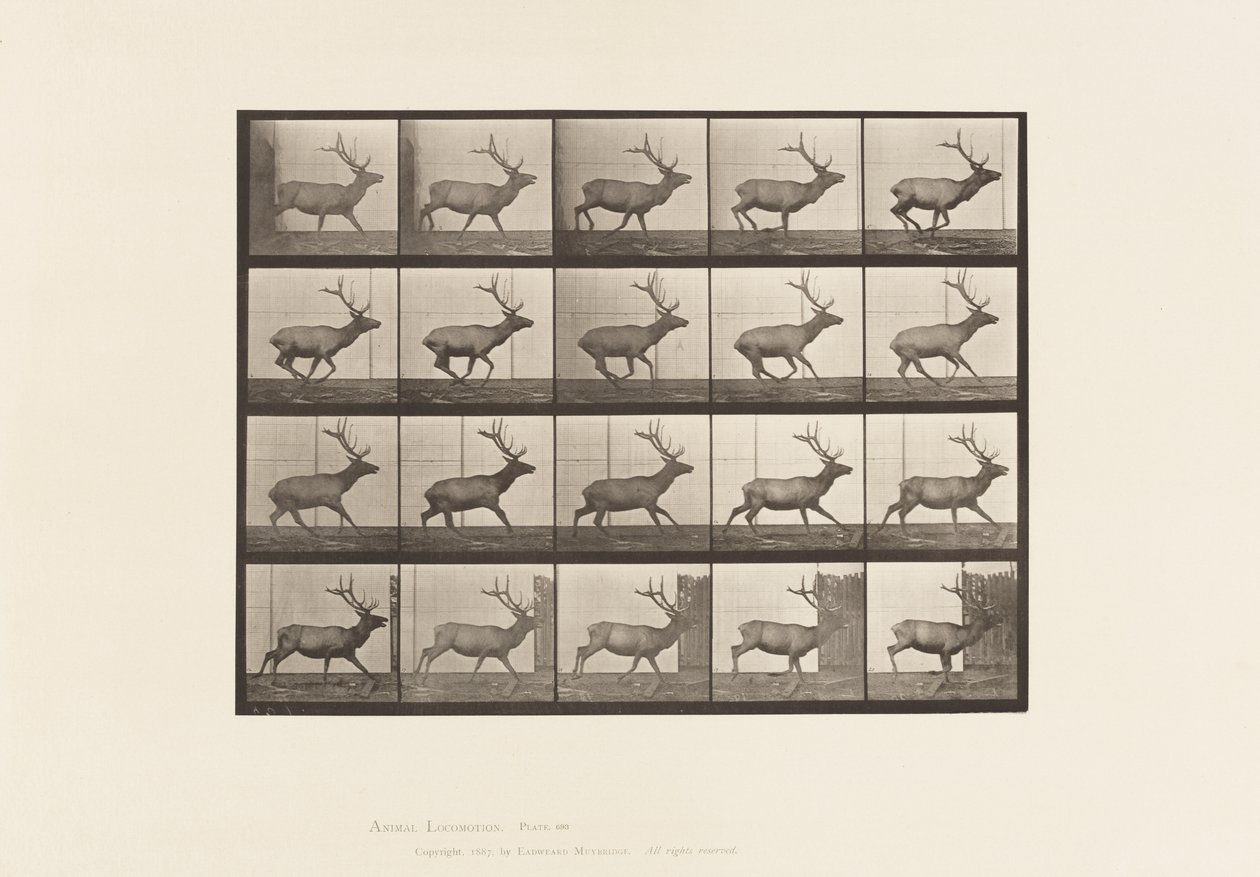 Placa 693. Alce, galopando. de Eadweard Muybridge