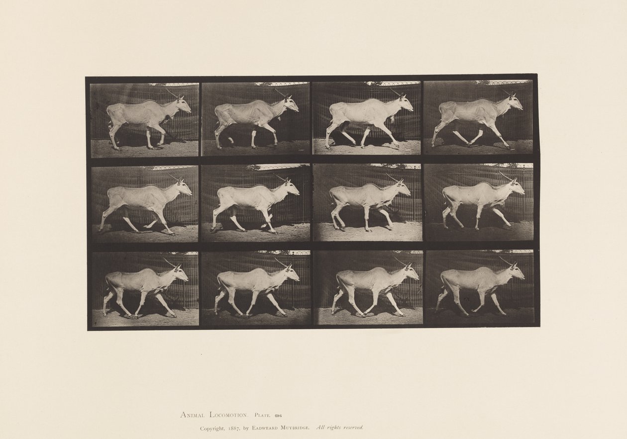 Placa 696. Eland, Trotting de Eadweard Muybridge