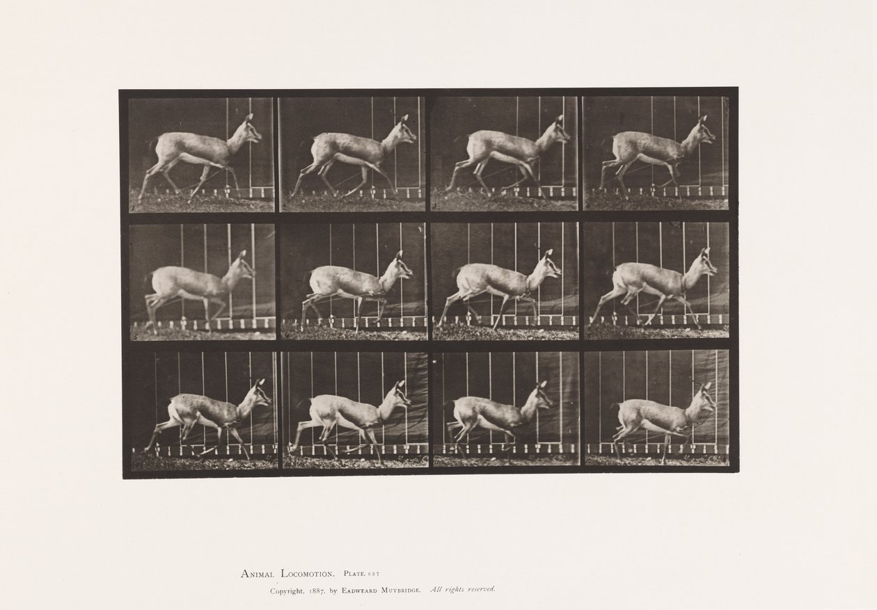 Placa 697. Antílope; Trote de Eadweard Muybridge