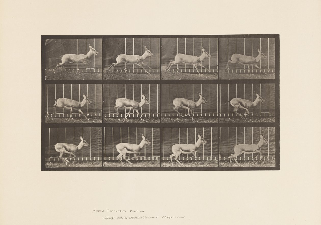 Placa 698. Antílope; Galloping de Eadweard Muybridge