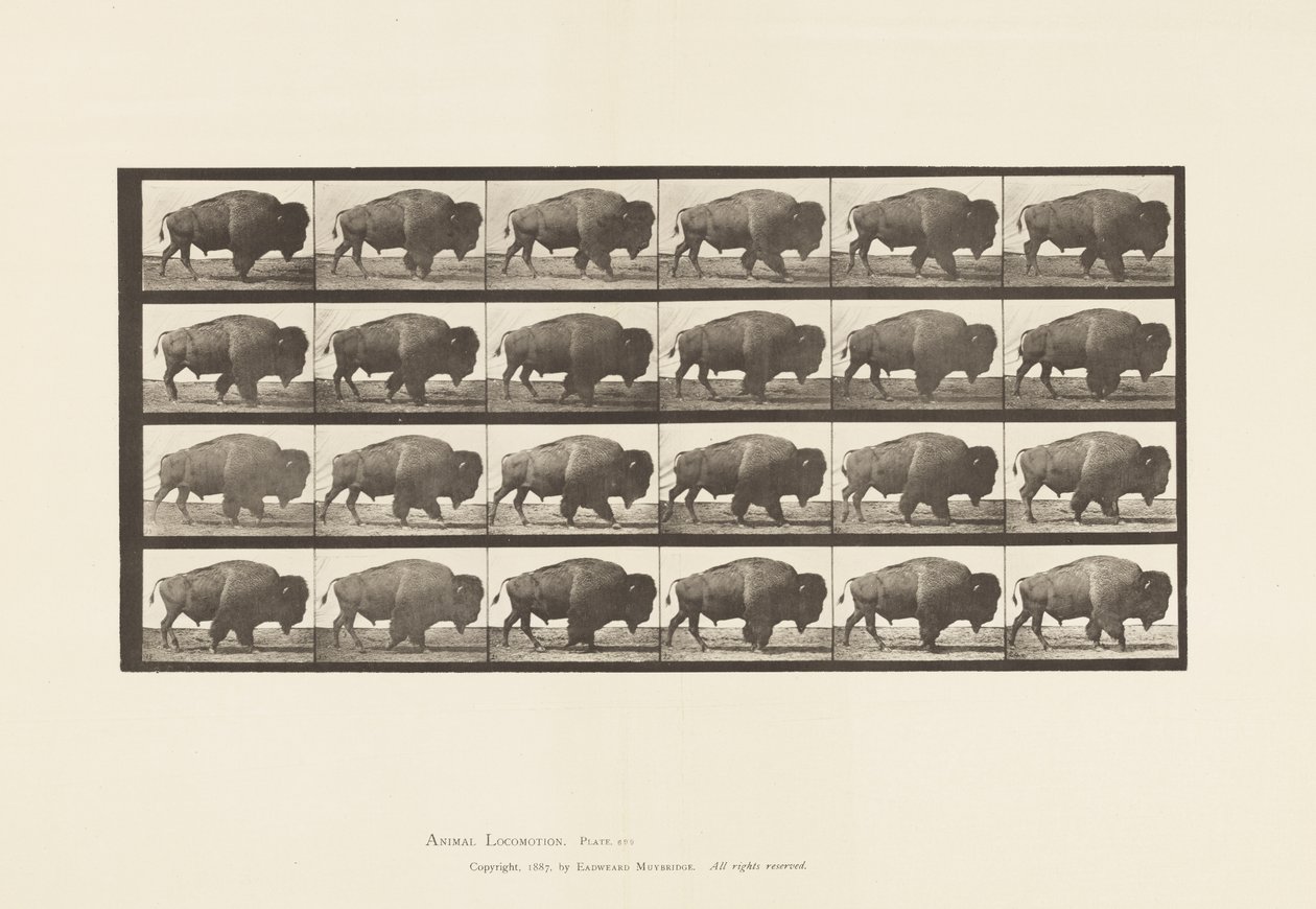 Placa 699. Búfalo; Caminhada de Eadweard Muybridge